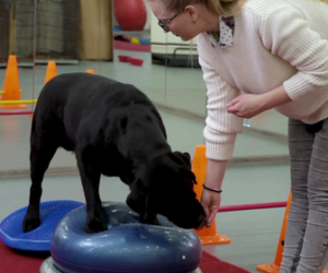 Terapeuta en Comportamiento Canino y Etología Aplicada
